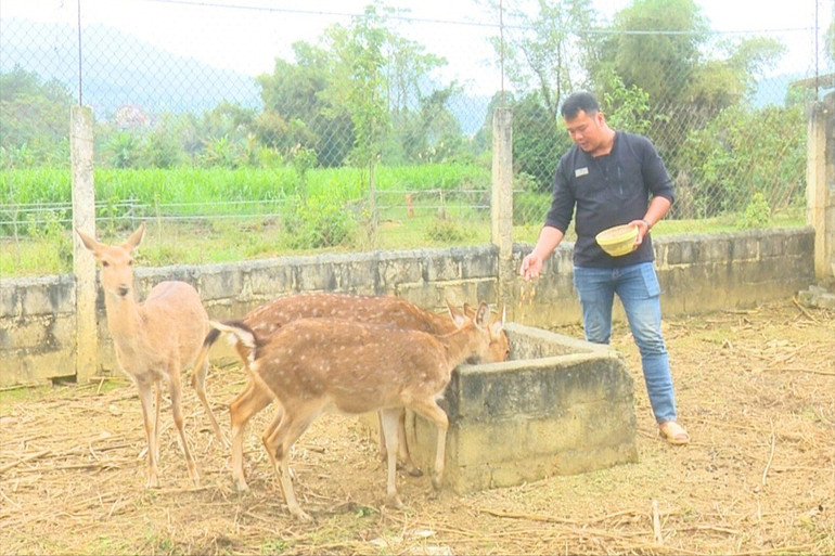 Từ nguồn vốn vay anh Hoàng Văn Linh đầu tư mô hình nuôi hươu. 99.jpg