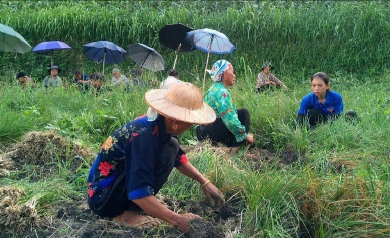 Chị Hội cùng bà con thu hoạch củ kiệu. z6210471601965-6480ee65e23ea0806e75afaff6f370bb.jpg