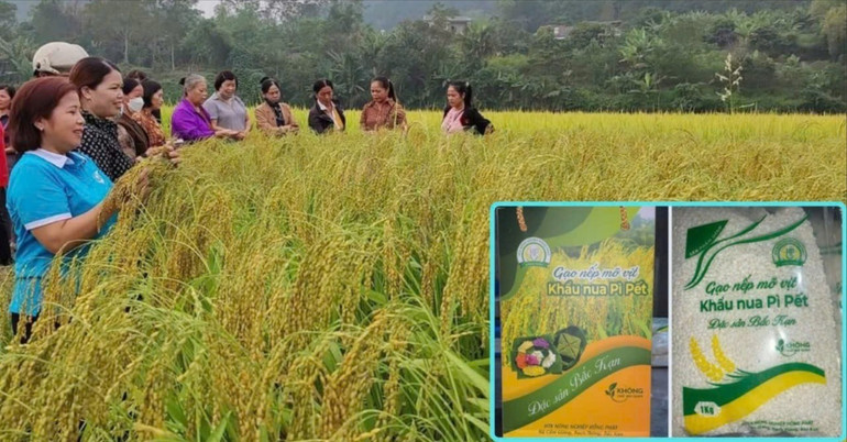 Sản xuất lúa nếp Khẩu Nua Pì Pết tại huyện Bạch Thông. img-20241106-085514.jpg