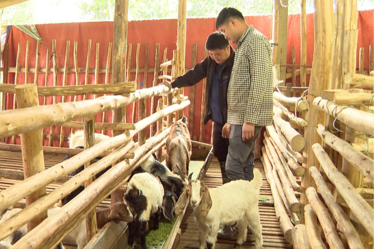 Mô hình nuôi dê của gia đình anh Hoàng Đại Nghĩa. 88.jpg