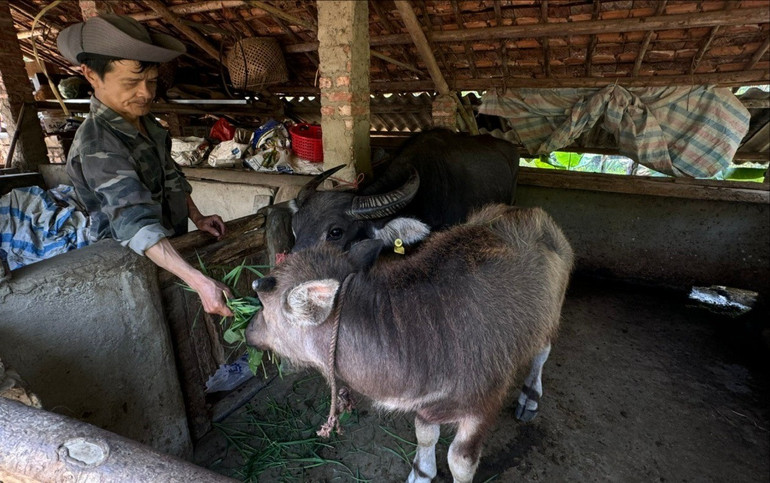 Hộ ông Hoàng Văn Thuyết, thôn Quăn, xã Nguyên Phúc được hỗ trợ trâu giống sinh sản, hiện trâu sinh trưởng, phát triển tốt. chu-thuyet.jpg
