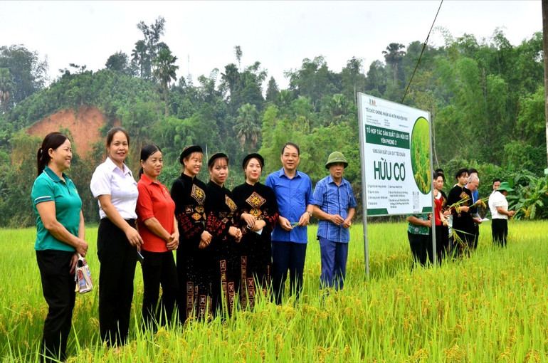 Xã Yên Phong, huyện Chợ Đồn là địa phương đi đầu trong sử dụng các giống lúa chất lượng vào sản xuất, vụ xuân năm nay địa phương này tiếp tục duy trì 40ha giống lúa Nhật J02. lua-1.jpg