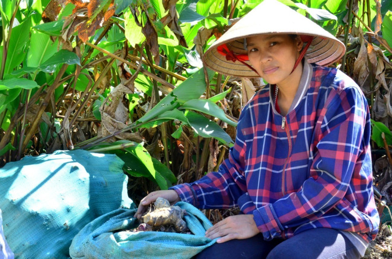 Chị Hoàng Thị Hường, hộ trồng dong riềng ở thôn Bản Cào, xã Côn Minh. huong.jpg