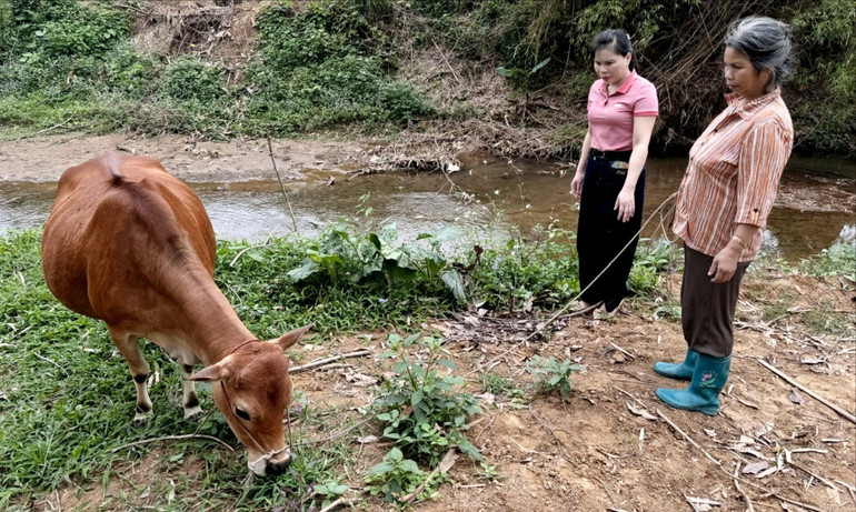 Hộ chị Hà Thị Tương ở thôn An Thịnh, xã Thanh Mai (Chợ Mới) được hỗ trợ bò giống sinh sản từ mô hình “Ngân hàng bò” để tạo sinh kế. dan-bo.jpg