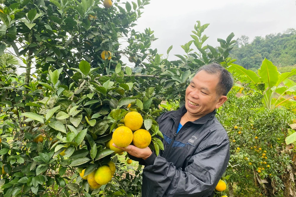 Lão nông Phùng Văn Kiếu vượt khó làm giàu