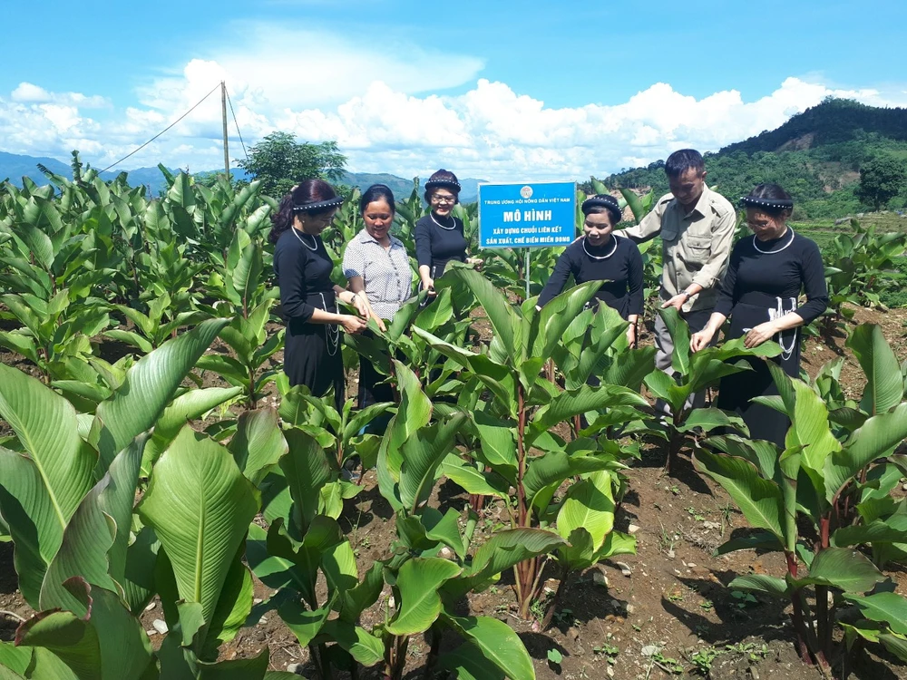 Hội Nông dân tỉnh Bắc Kạn hỗ trợ xây dựng mô hình liên kết sản xuất, chế biến miến dong theo quy chuẩn hữu cơ.