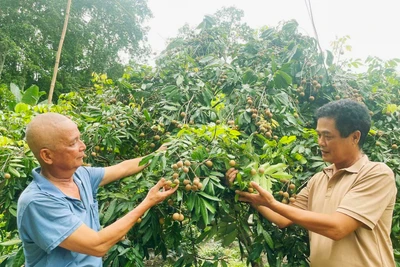 Bí thư Chi bộ - những lá cờ đỏ dẫn đường