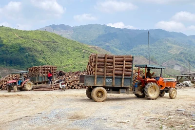 Mở lối cho rừng trồng Bắc Kạn