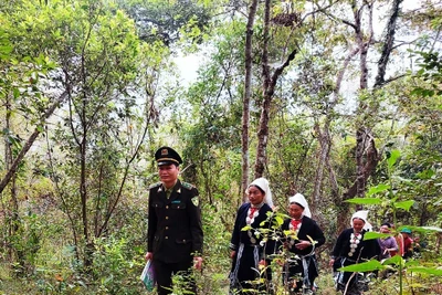 Đại ngàn in dấu chân anh