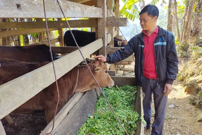 Pác Nặm phát triển chăn nuôi đại gia súc