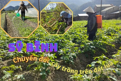 Chuyển đổi cây trồng trên đất lúa