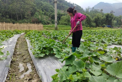 Quang Thuận tập trung phát triển rau màu