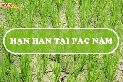 Nhiều diện tích cây trồng ở Pác Nặm bị ảnh hưởng do nắng nóng kéo dài