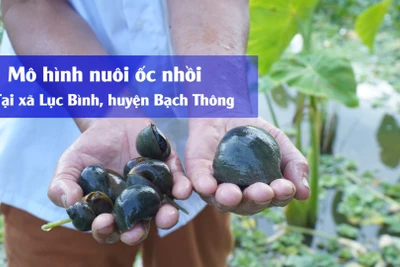 Thu nhập trăm triệu đồng từ mô hình nuôi ốc