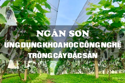 Ngân Sơn ứng dụng KHCN trồng cây đặc sản