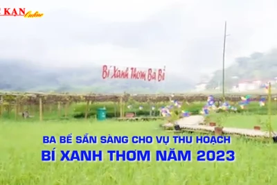 Ba Bể vào vụ thu hoạch bí xanh thơm 