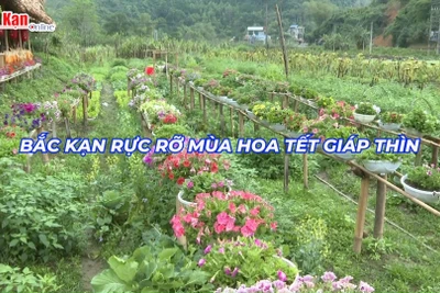 Bắc Kạn rực rỡ mùa hoa Tết