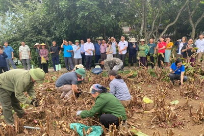 Giữ chữ “tín” trong liên kết sản xuất