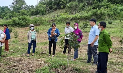 Na Rì: Loại cây đặc sản được chọn tập trung phát triển theo chuỗi liên kết