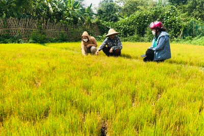 Na Rì: Dưa hấu thất thu, ruộng mạ vàng héo vì nắng hạn kéo dài