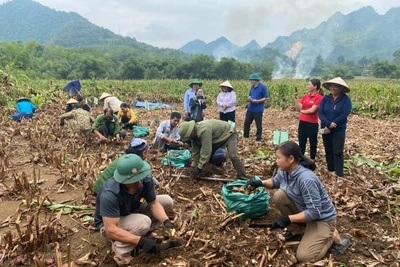 Dong riềng tăng giá mạnh: Người dân vui, cơ sở chế biến tìm cách giữ vùng nguyên liệu