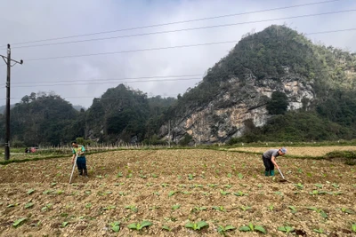 Giảm nghèo về thông tin để phát triển kinh tế 