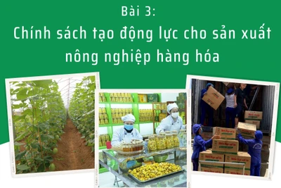 Bài 3 - Chính sách tạo động lực cho sản xuất nông nghiệp hàng hóa