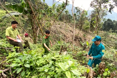 Chung quanh việc chặt, phát rừng phòng hộ trái phép ở Đôn Phong