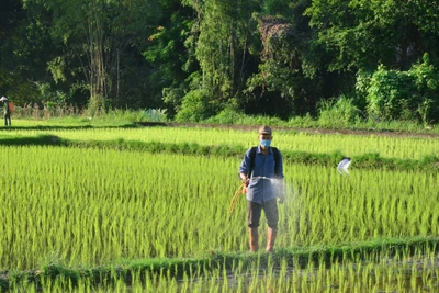 Hoàn thành gieo cấy lúa mùa trong tháng 7