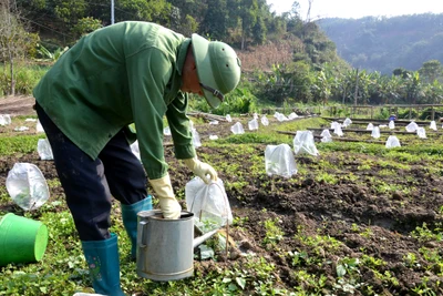 Tích cực chăm sóc cây trồng vụ xuân