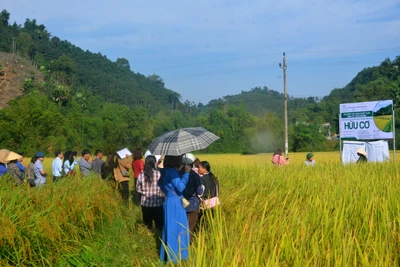 Trao giấy chứng nhận sản xuất lúa hữu cơ vụ thứ 2 cho xã Yên Phong