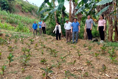 Kiểm tra công tác phòng, chống hạn tại các huyện, thành phố