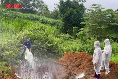 Thiệt hại nặng nề do dịch tả lợn châu Phi, hộ chăn nuôi mong sớm được hỗ trợ