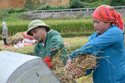 Tập trung thu hoạch lúa mùa sớm