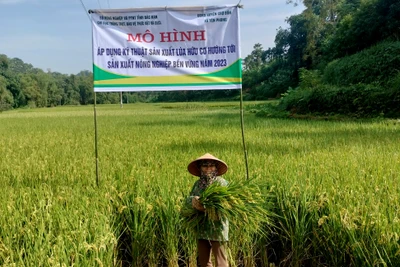 Hội thảo mô hình áp dụng kỹ thuật sản xuất lúa hữu cơ, hướng tới sản xuất nông nghiệp bền vững