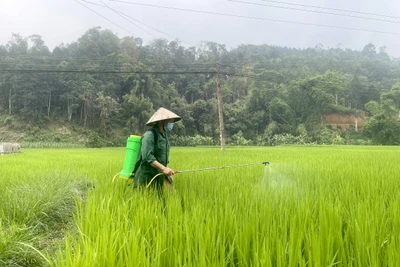 Bọ rầy hại lúa gia tăng tại một số địa phương