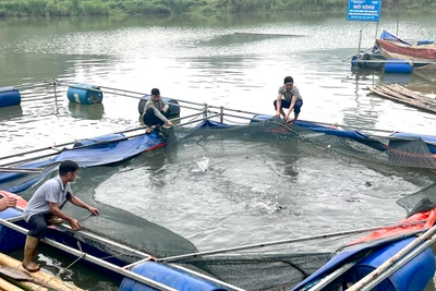 Các chương trình khuyến nông góp phần tăng thu nhập cho nông dân