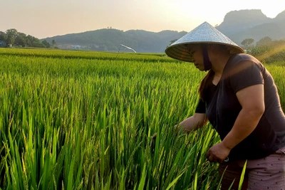 Chủ động phòng trừ sâu bệnh hại cây trồng