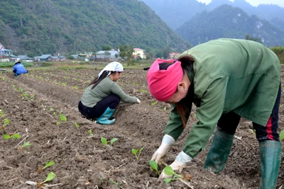 Đẩy nhanh tiến độ trồng cây thuốc lá 