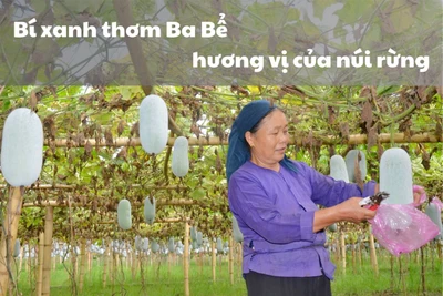 Bí xanh thơm, sản vật núi rừng Bắc Kạn