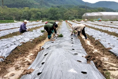 Chợ Mới giảm nghèo nhờ chuyển đổi cơ cấu cây trồng