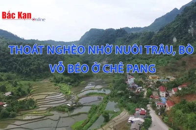 Thoát nghèo nhờ nuôi trâu, bò vỗ béo ở Chẻ Pang