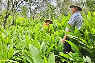 Đưa cây dược liệu thành trục sản phẩm Quốc gia: Bài 1 - Kinh tế đi lên từ trồng cây dược liệu