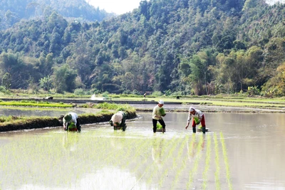 Bảo đảm đánh giá kết quả giữa nhiệm kỳ đúng thực chất