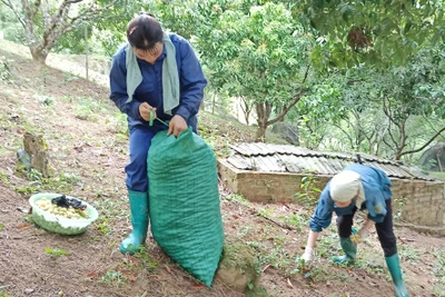 Dương Quang vào vụ thu hoạch mơ