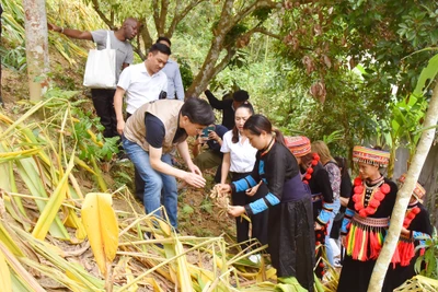 UBND tỉnh Bắc Kạn làm việc với tổ chức IFAD