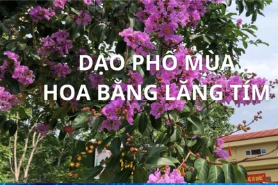 Dạo phố mùa hoa bằng lăng