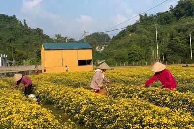 HTX Dương Quang trồng 2,3ha hoa cúc chi làm sản phẩm trà hoa cúc