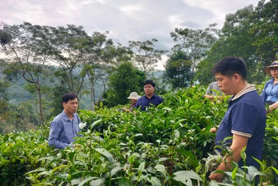 Phát triển sản phẩm OCOP từ nông nghiệp sạch