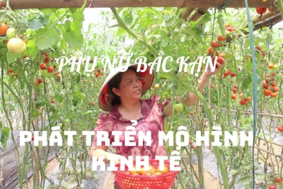 Phụ nữ Bắc Kạn phát triển mô hình kinh tế 